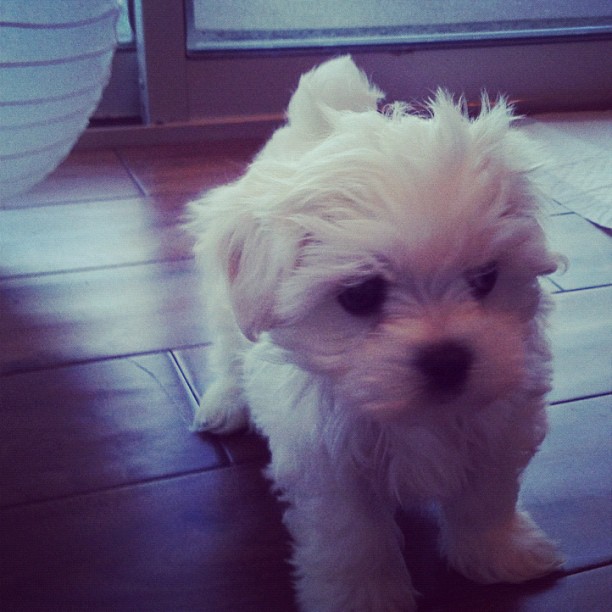 Cody And Alli Simpson Welcome A New Member To The Family @CodySimpson @TheAlliSimpson