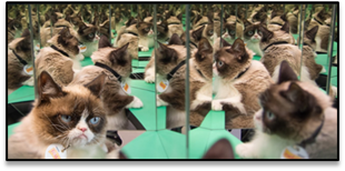 Article: Find Out What Grumpy Cat’s Top Ten Pet Peeves Are In Her First Ever Blog Post!
