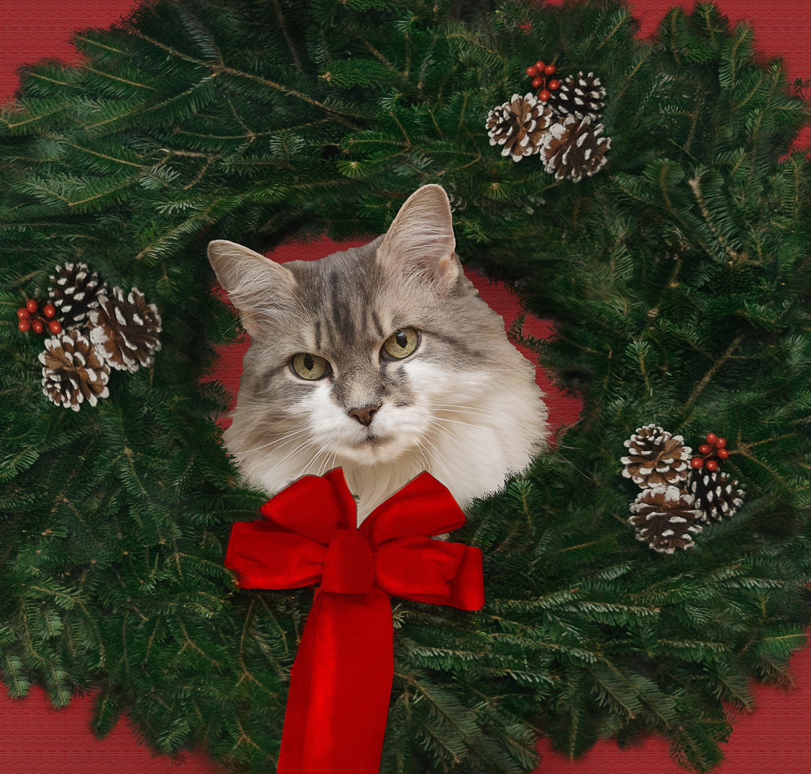 Article: Get In The Holiday Spirit With This Perfect Holiday Greeting Card From Cat Sensation, Sabrina Pound!