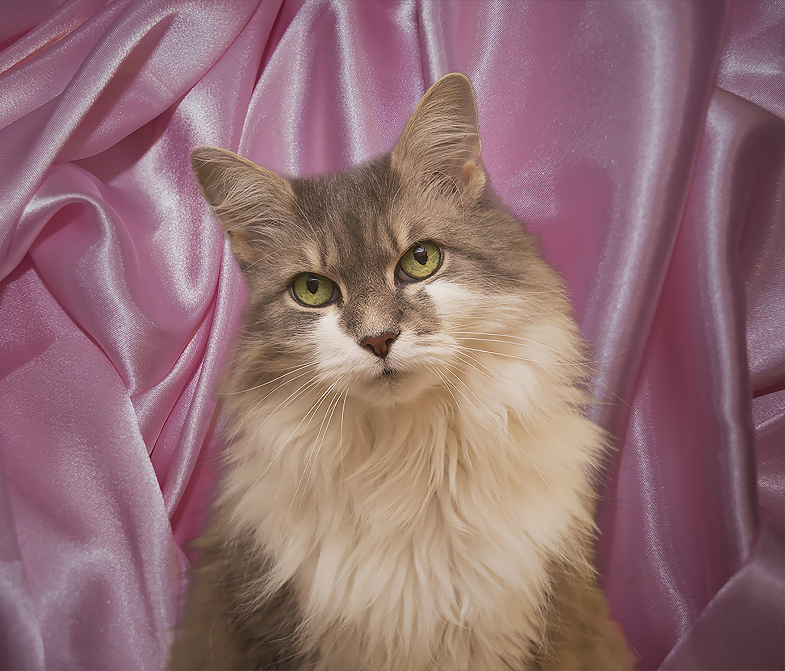 Article: Cat Sensation Sabrina Pound Talks About Her Fabulous Acting Career!