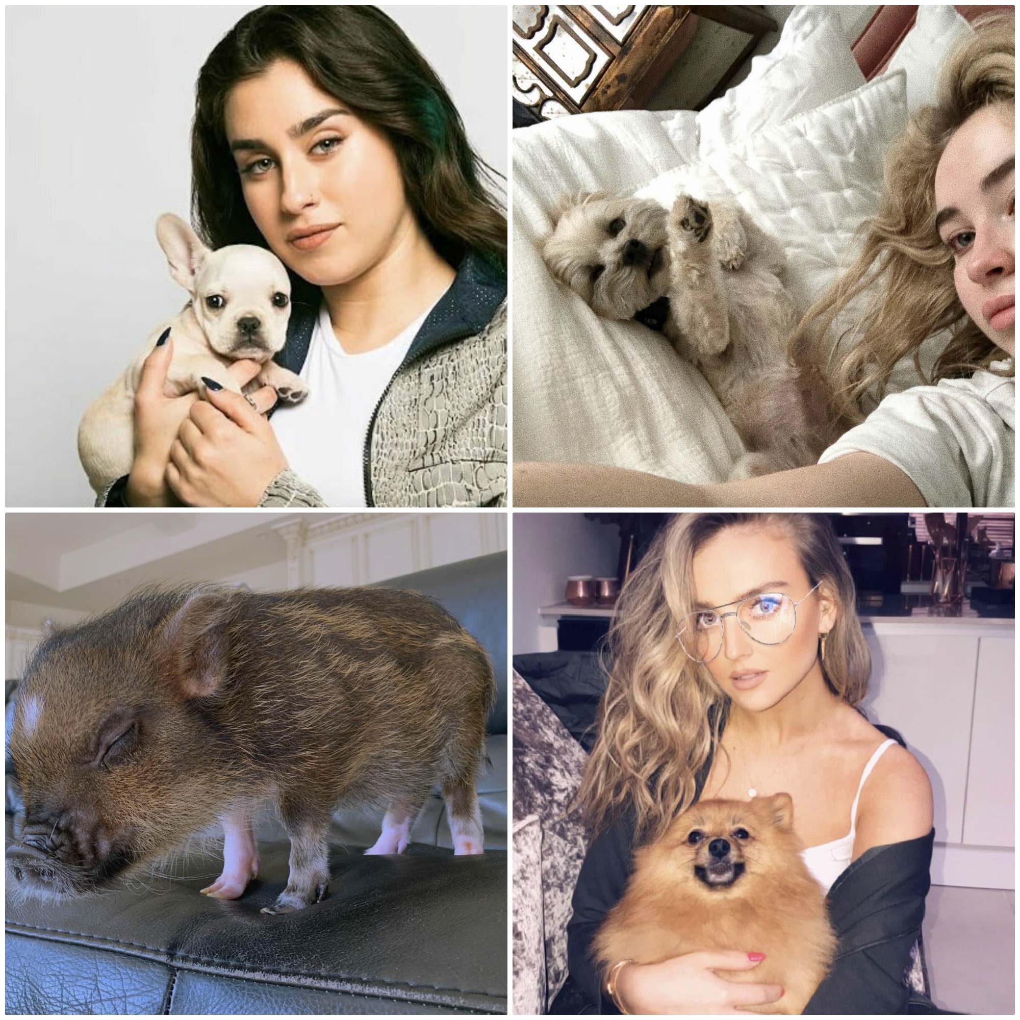 Article: Meet The Pets Nominated For “Cutest Musician’s Pet” At The 2019 iHeartRadio Music Awards!